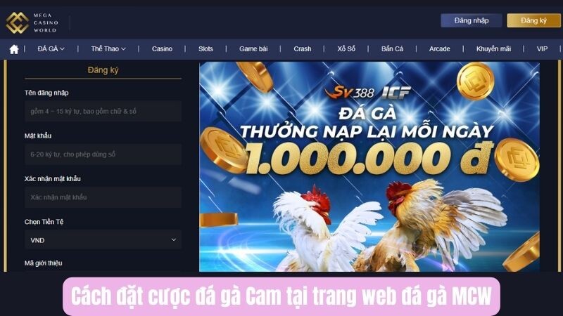 Cách đặt cược đá gà Cam tại trang web đá gà MCW