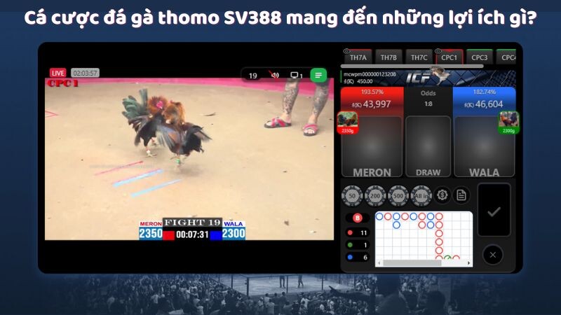 Cá cược đá gà thomo SV388 mang đến những lợi ích gì?