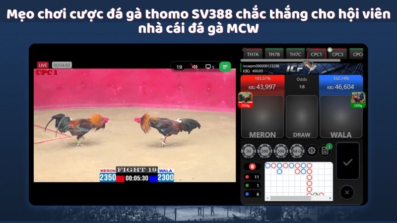 Mẹo chơi cược đá gà thomo SV388 chắc thắng cho hội viên nhà cái đá gà MCW