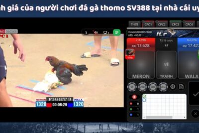 Đá Gà Thomo SV388 – Lựa Chọn Cá Cược Đỉnh Cao Tại Đá Gà Mcw