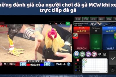 Xem Trực Tiếp Đá Gà – Tìm Hiểu Thế Giới Đá Gà MCW Cực Hot